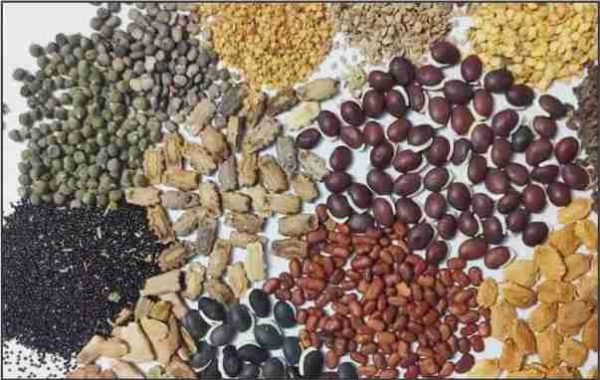patel agro seeds